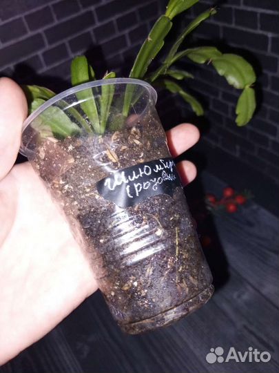 Шлюмбергера