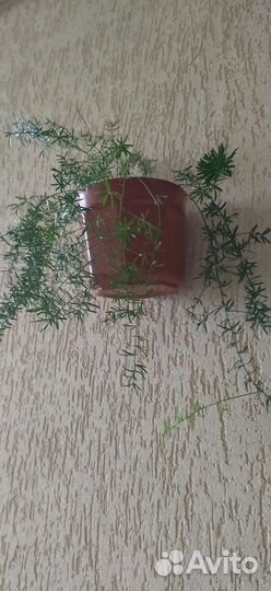 Ретродержатель березка Хлорофитум кудрявый