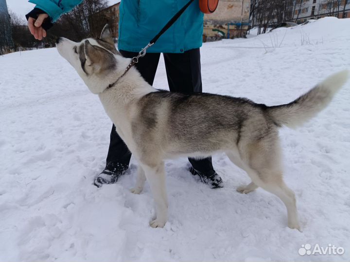 Хаски в добрые руки