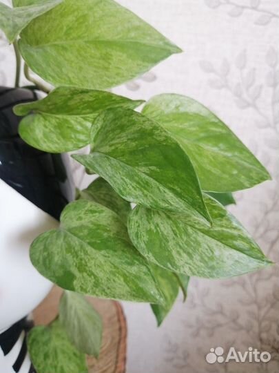 Эпипремнум с фото