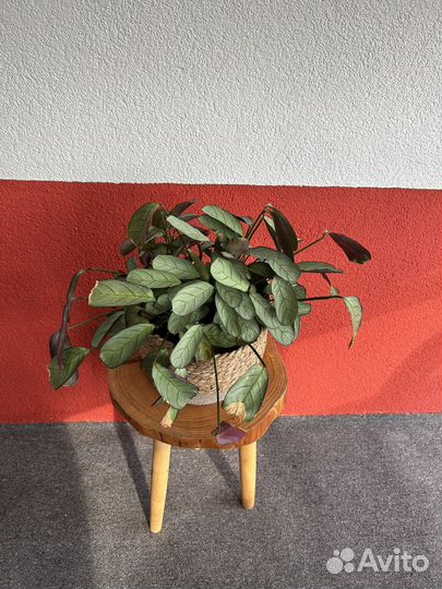 Ктенанта в плетеном горшке