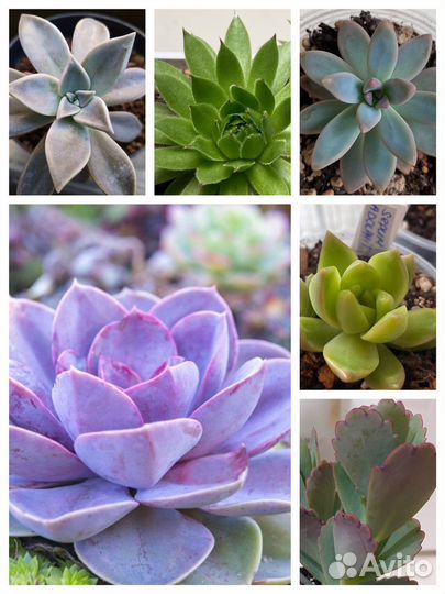 Суккуленты набор детки