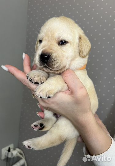 Щенки лабрадора