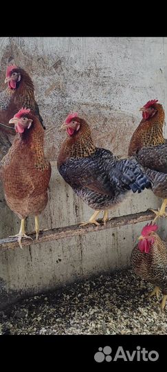 Инкубационное яйцо кур породы Билефельдер Kril