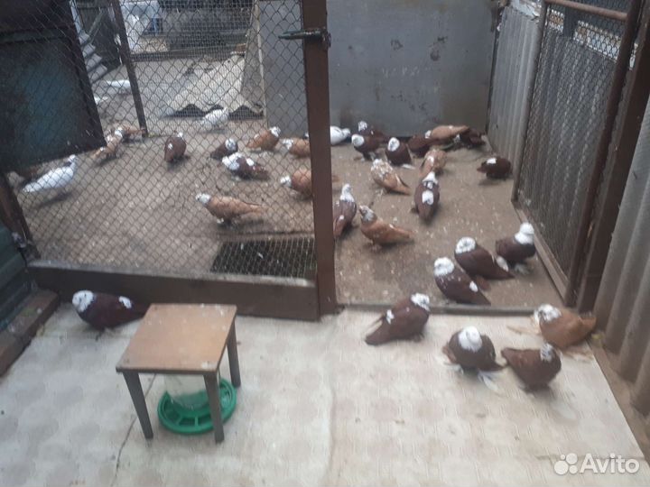 Продаются благодарненские и бакинцы голуби