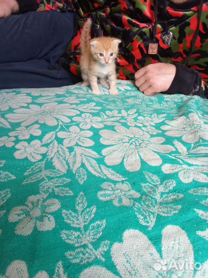 Вислоухие котята