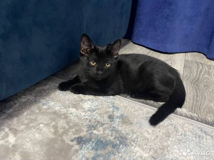 Котята бесплатно
