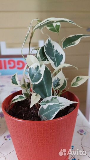 Фикусы, фиалки, шлюмбергеры, Орхидея, хои