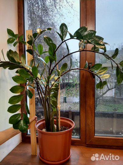 Замиокулькас