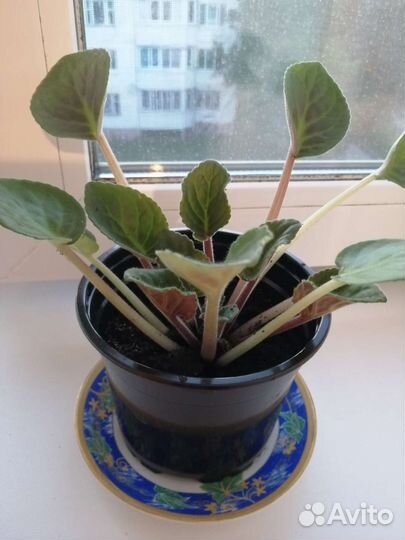 Фиалки розовая и голубая