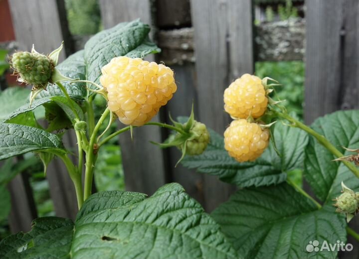 Саженцы плодовых и декоративных