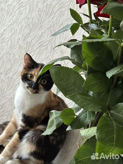 Отдам в добрые руки кошечку