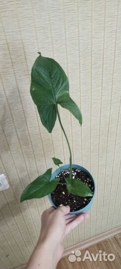 Сингониум мотлед