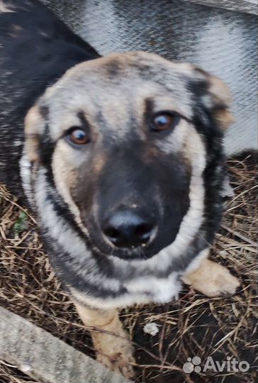 Крупные щенки - девочки