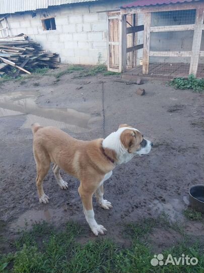 Среднеазиатская овчарка алабай