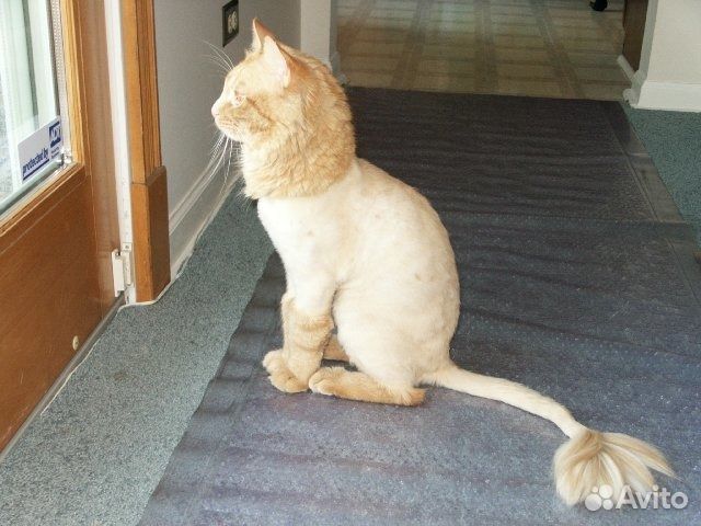 Ветеринарный врач, стрижки животных