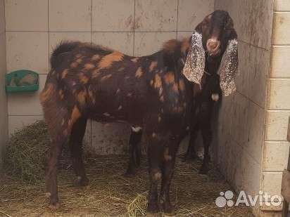 Козел камори75 обмен