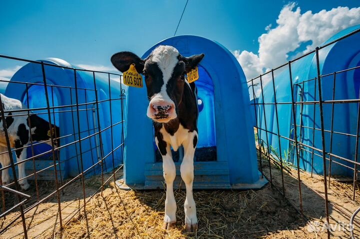 Индивидуальные домики для телят. Групповые домики