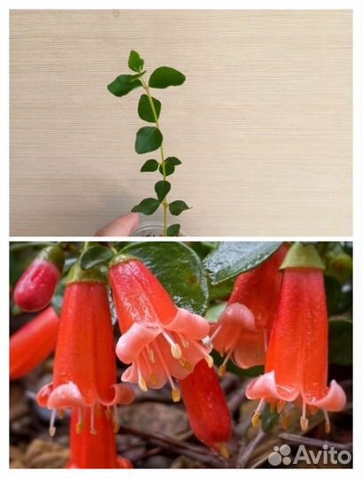 Мурайя мин а мин дварфт, мин а мин Компакта и друг