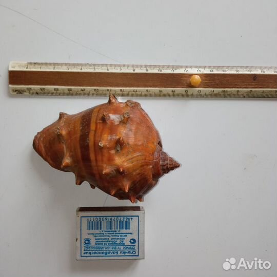 Морская ракушка