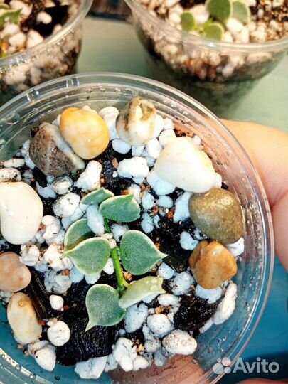 Дисхидия миллион сердец вар