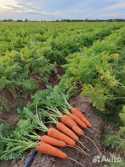 Семена моркови Номерная св 7381 дч F1 (Seminis)