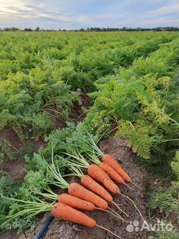 Семена моркови Номерная св 7381 дч F1 (Seminis)