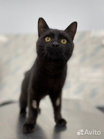 Молодой котик ищет дом