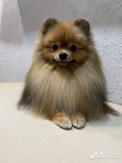 Немецкий шпиц для вязки