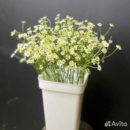 Ромашки матрикария