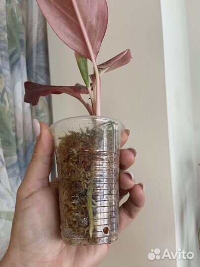 Аглаонема крит флейм