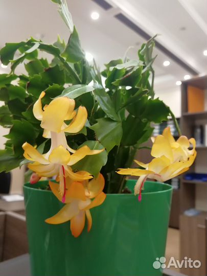 Декабристы (шлюмбергеры)