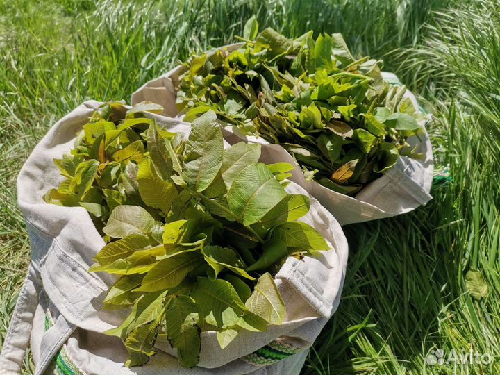 Лекарственные травы для чая, шиповник