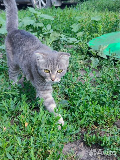 Кошки в добрые руки бесплатно