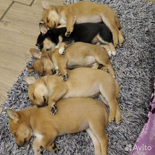 Отдам бесплатно щенки