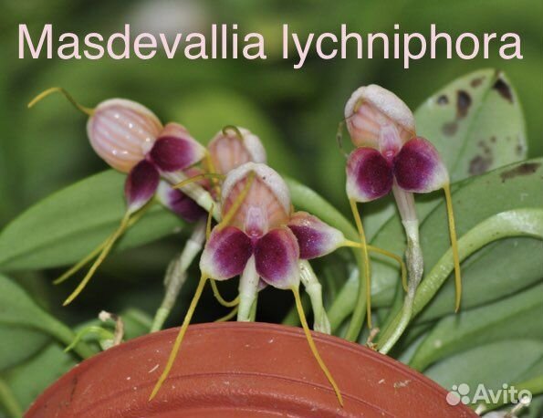 Орхидеи Masdevallia