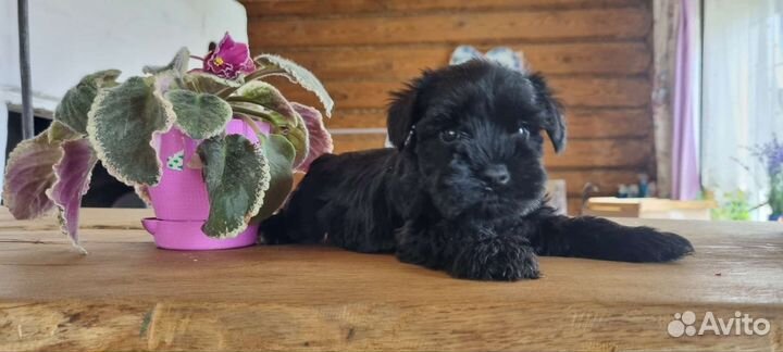 Цвергшнауцер щенок девочка