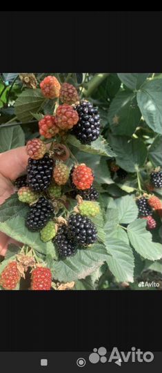 Саженцы ежевики