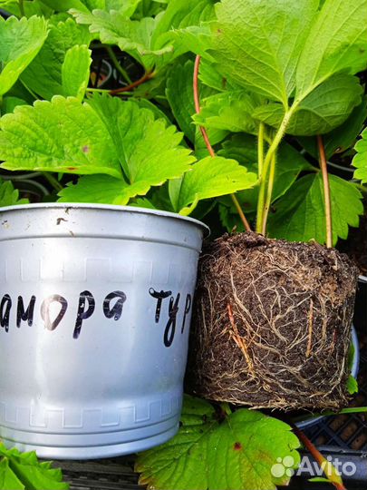 Рассада клубники зкс