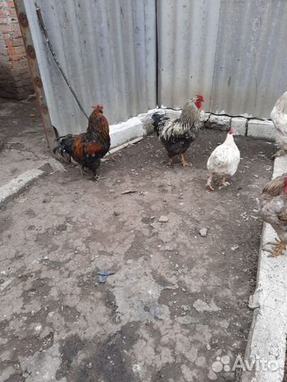 Петухи брама