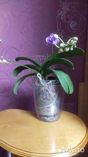 Орхидея фаленопсис