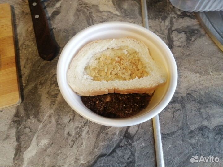 Яйца иЛичинки (Чёрной Львинки)