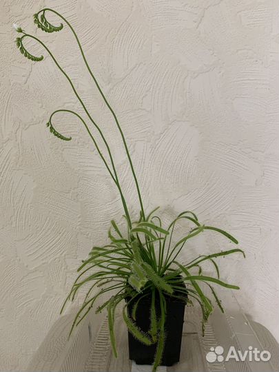 Хищные растения