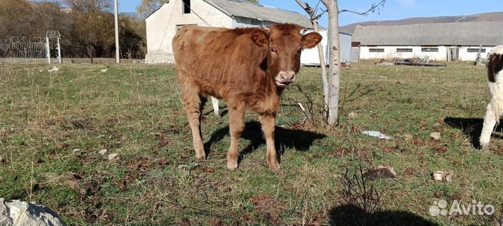 Корова, телята