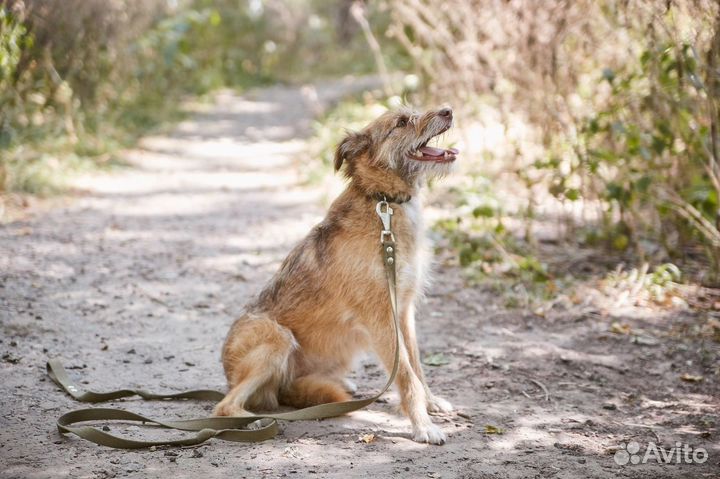В добрые руки чудесная Ханга