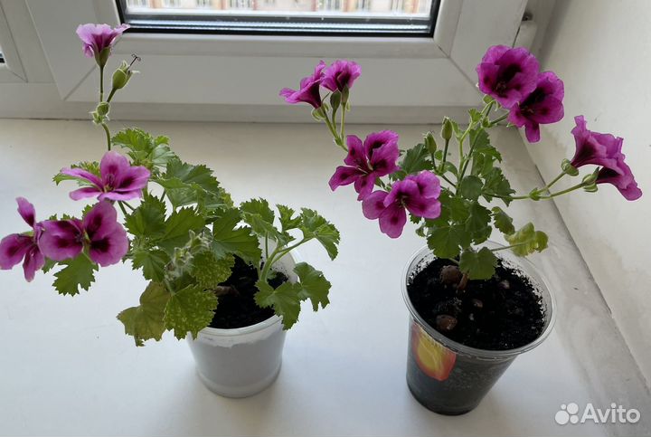 Пеларгония герань королевская