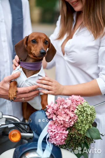 Такса вязка