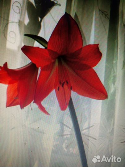 Гиппеаструм