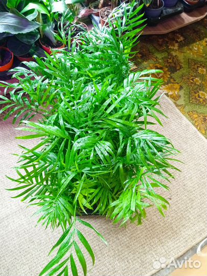 Комнатные цветы