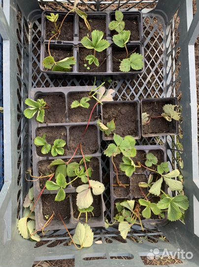 Рассада клубники